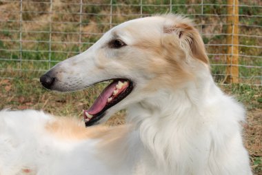 İtalya bir bahçede Rus Greyhound