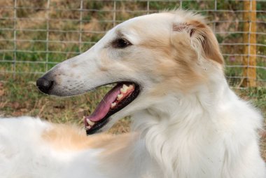 İtalya bir bahçede Rus Greyhound