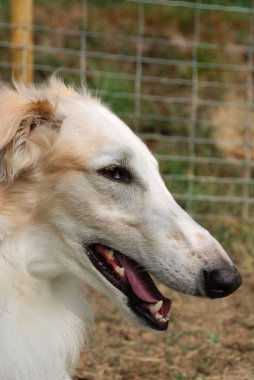 İtalya bir bahçede Rus Greyhound