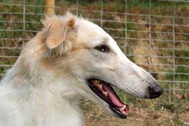 İtalya bir bahçede Rus Greyhound