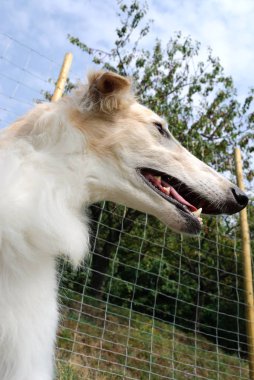 İtalya bir bahçede Rus Greyhound