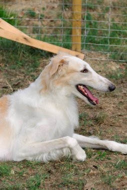 İtalya bir bahçede Rus Greyhound