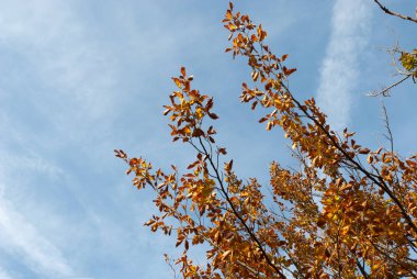 Bocco Gölü sonbahar sezonu Bocco geçidinde İtalya Liguria