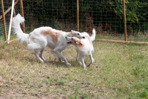 Galgo Ruso Jardín Italia — Foto de Stock