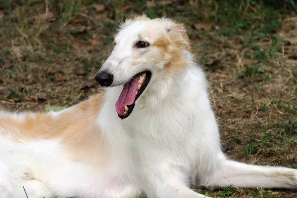 İtalya bir bahçede Rus Greyhound