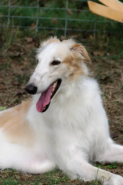 Talya Bir Bahçede Rus Greyhound — Stok fotoğraf