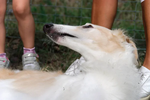 Galgo Ruso Jardín Italia — Foto de Stock