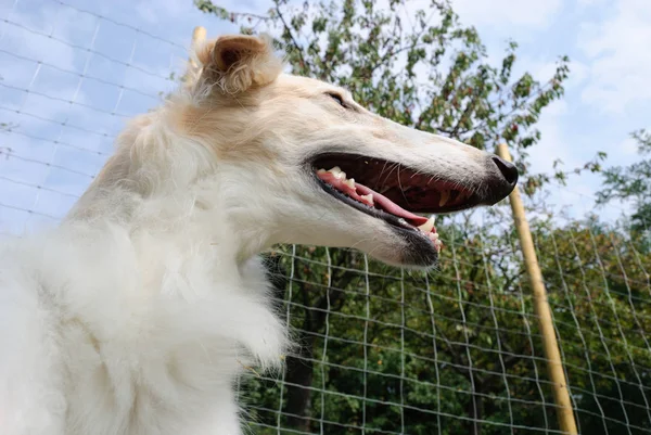 Talya Bir Bahçede Rus Greyhound — Stok fotoğraf