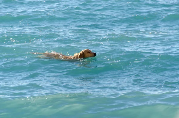 Honing Kleur Golden Retriever Die Zwemt Loopt Speelt Golven Van — Stockfoto