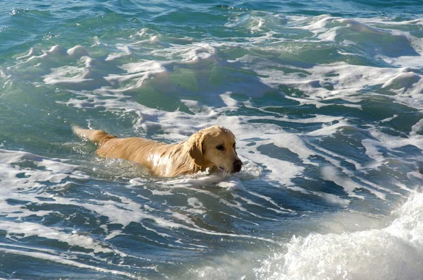 Honing Kleur Golden Retriever Die Zwemt Loopt Speelt Golven Van — Stockfoto