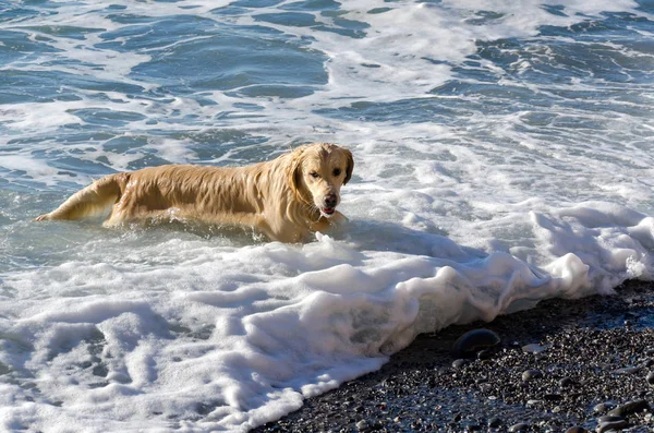 Color Miel Golden Retriever Que Nada Corre Juega Las Olas —  Fotos de Stock