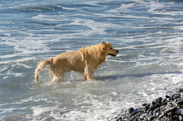 Color Miel Golden Retriever Que Nada Corre Juega Las Olas —  Fotos de Stock