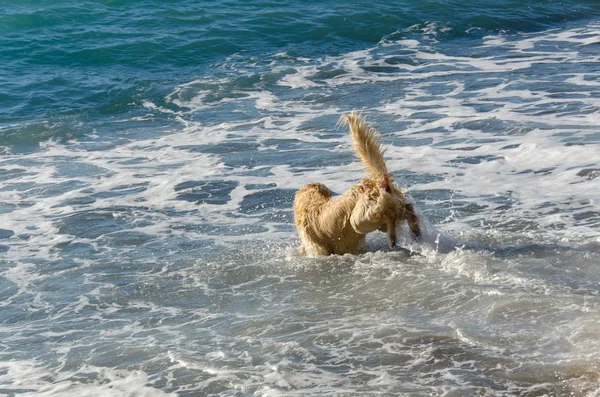 Color Miel Golden Retriever Que Nada Corre Juega Las Olas —  Fotos de Stock