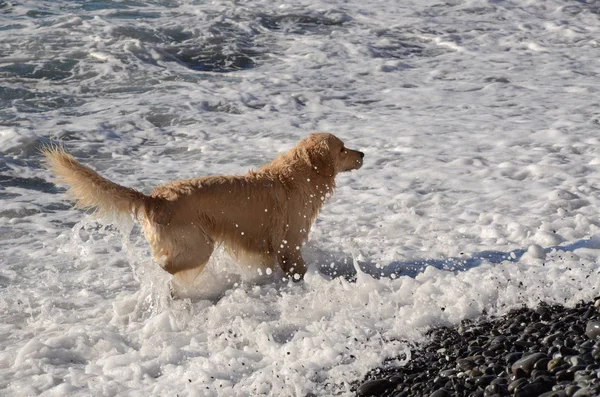 Color Miel Golden Retriever Que Nada Corre Juega Las Olas — Foto de Stock