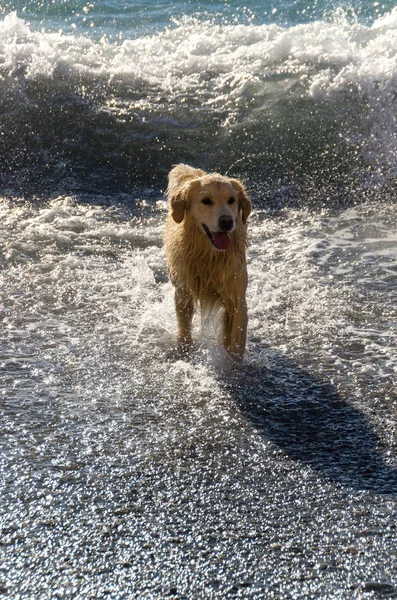 yüzüyor, bal rengi altın geri almak çalışır ve denizin dalgaları çalış