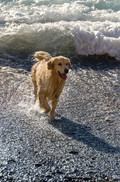 Honing Kleur Golden Retriever Die Zwemt Loopt Speelt Golven Van — Stockfoto