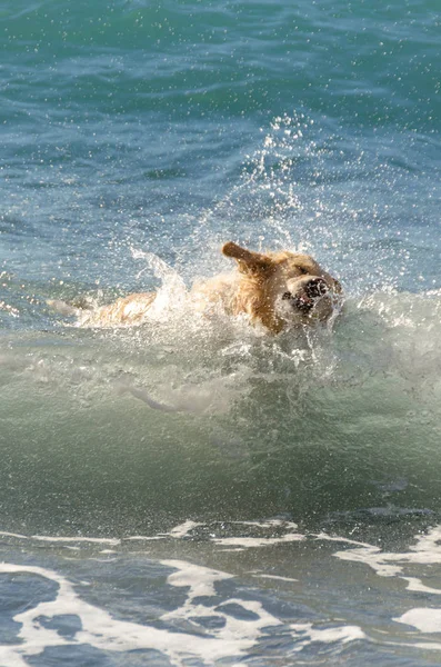 Color Miel Golden Retriever Que Nada Corre Juega Las Olas —  Fotos de Stock