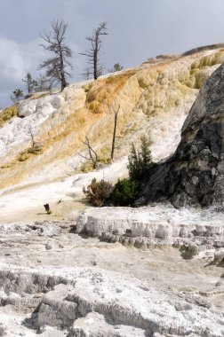 Wyoming Amerika'da mamut sıcak Springs termal yaylar
