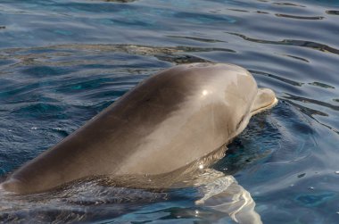 yunus Cenova su yüzeyinde