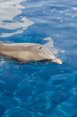 yunus Cenova su yüzeyinde