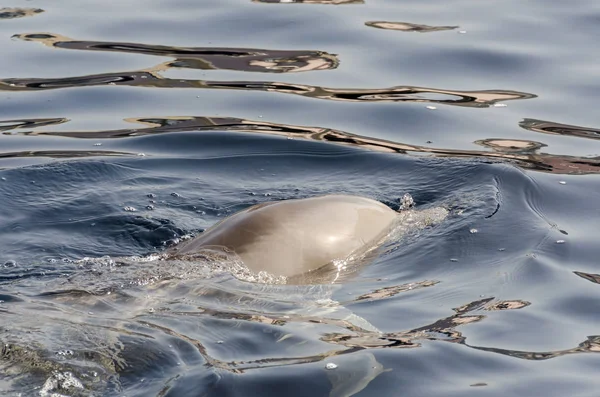 Dolphin Powierzchni Wody Genui — Zdjęcie stockowe