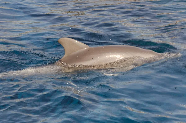 제노바에서 표면에 돌고래 — 스톡 사진