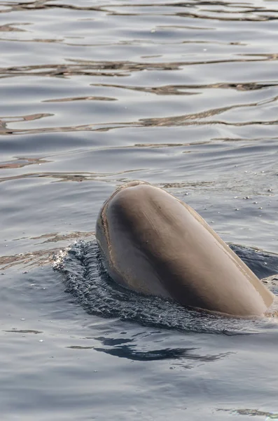 Δελφινιών Στην Επιφάνεια Του Νερού Γένοβα — Φωτογραφία Αρχείου