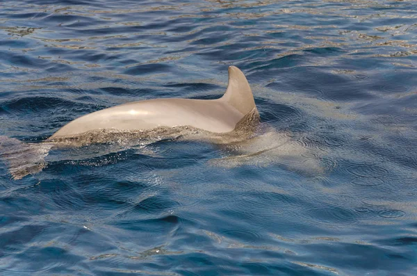 Delfín Superficie Del Agua Génova — Foto de Stock