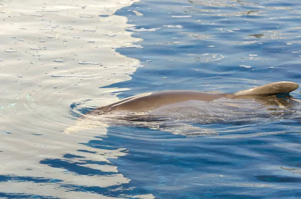 Golfinho Superfície Água Génova — Fotografia de Stock