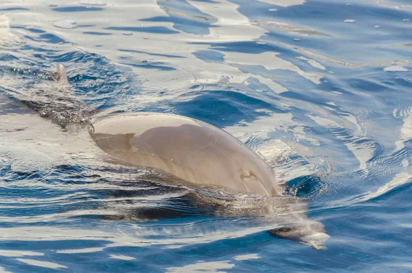 Delfín Superficie Del Agua Génova — Foto de Stock