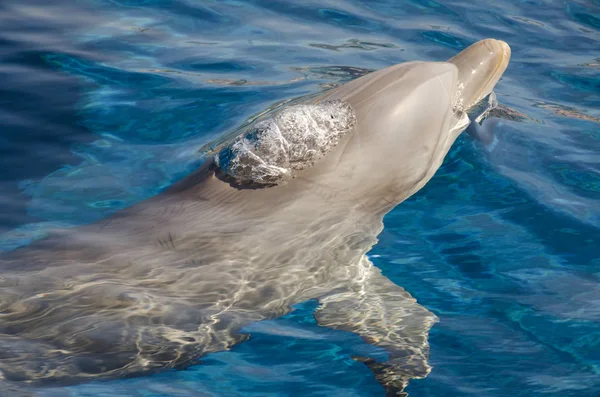 Delfino Sulla Superficie Delle Acque Genova — Foto Stock