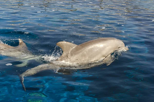 Delfín Superficie Del Agua Génova — Foto de Stock