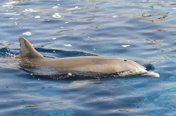 热那亚水面上的海豚 — 图库照片