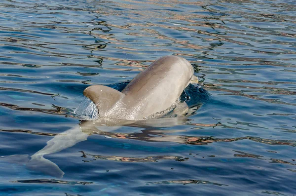 热那亚水面上的海豚 — 图库照片