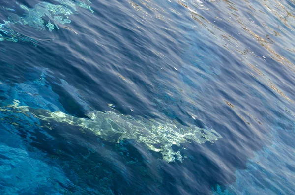 Dolphin Surface Water Genoa — Stock Photo, Image