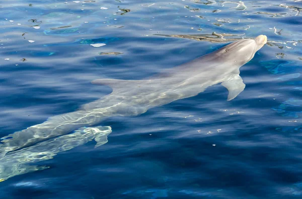 Golfinho Superfície Água Génova — Fotografia de Stock