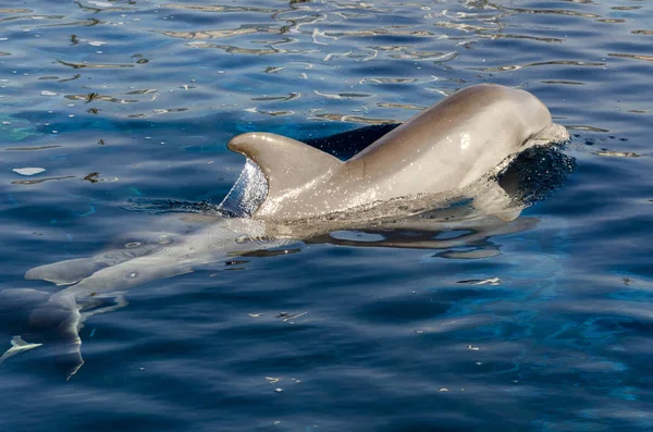 Dolphin Powierzchni Wody Genui — Zdjęcie stockowe