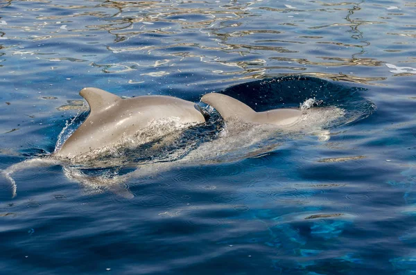 Dolphin Powierzchni Wody Genui — Zdjęcie stockowe