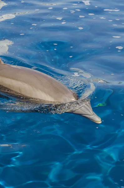 Delfín Superficie Del Agua Génova — Foto de Stock