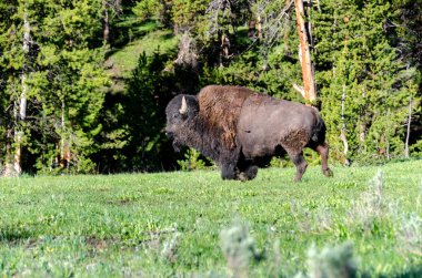 Bizon Yellowstone Milli Parkı'nda Wyoming çim üzerinde çalışan