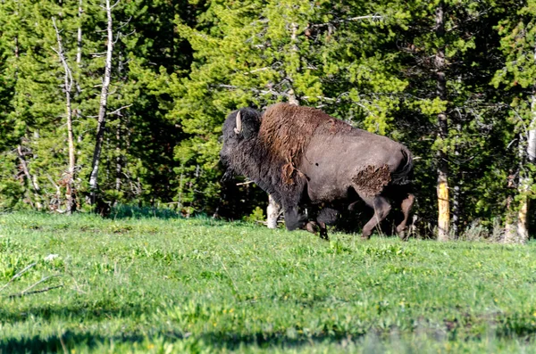 ワイオミング州のイエローストーン国立公園の芝生の上を実行しているバイソン — ストック写真