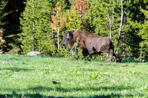 Bison Running Grass Yellowstone National Park Wyoming — Stock Photo, Image