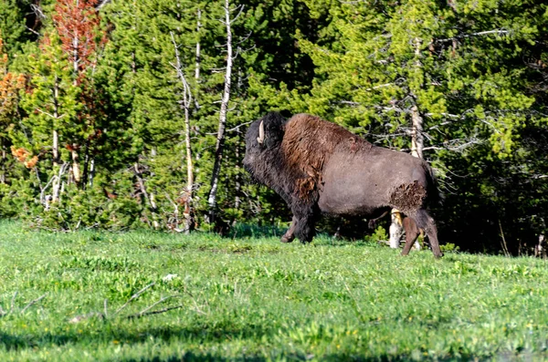 Bison Courant Sur Herbe Dans Parc National Yellowstone Dans Wyoming — Photo
