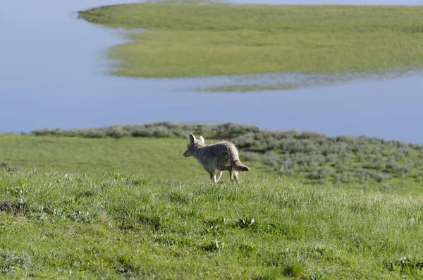 Coyote Courant Sur Herbe Dans Parc National Yellowstone Dans Wyoming — Photo