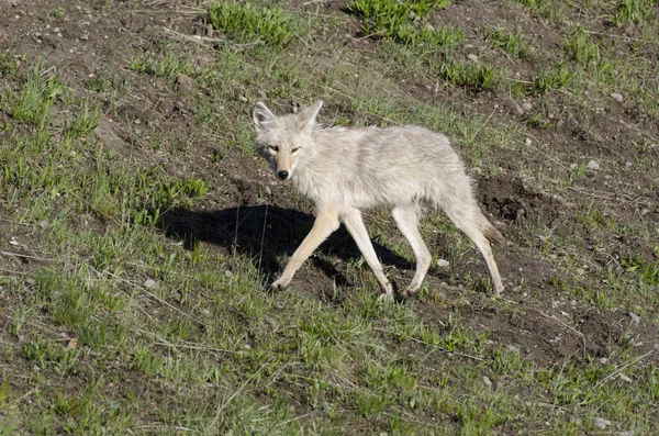 Coyote Courant Sur Herbe Dans Parc National Yellowstone Dans Wyoming — Photo