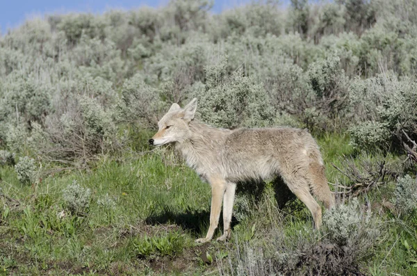Coyote Uruchomiona Trawie Parku Narodowym Yellowstone Stanie Wyoming — Zdjęcie stockowe