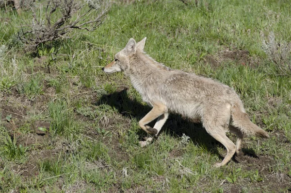 Kojote Läuft Auf Dem Gras Yellowstone Nationalpark Wyoming — Stockfoto