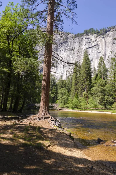 Bos Nationaal Park Yosemite Californië — Stockfoto