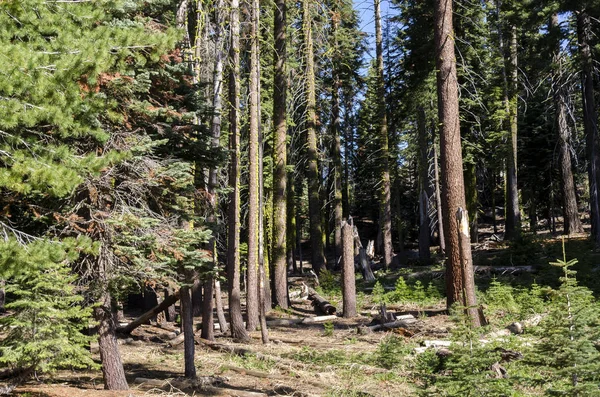 Forêt Dans Parc National Yosemite Californie — Photo