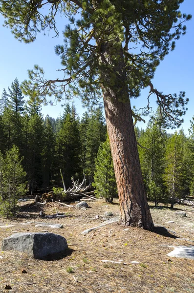 Hutan Taman Nasional Yosemite California — Stok Foto